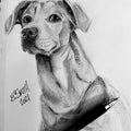 Kali the Dog - In Pen Ink